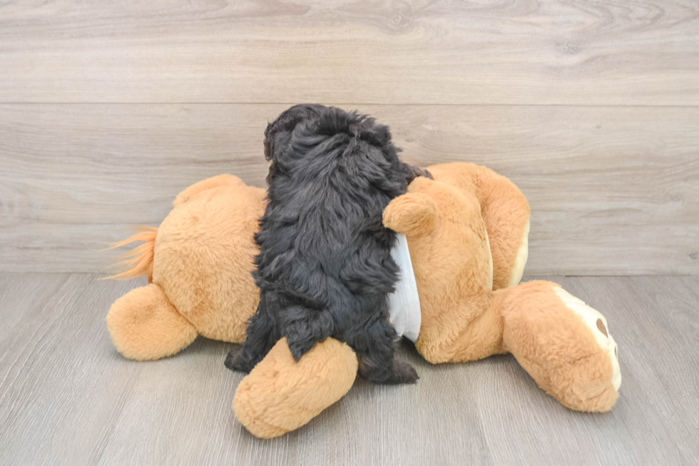Yorkie Poo Puppy for Adoption