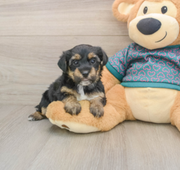 7 week old Yorkie Poo Puppy For Sale - Premier Pups