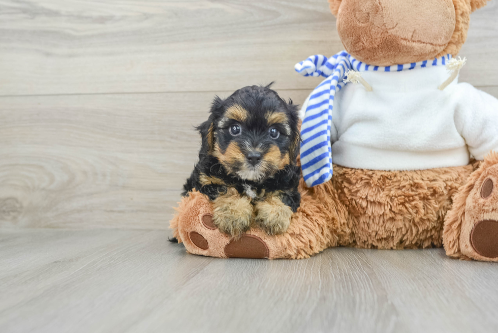 Adorable Yorkiedoodle Poodle Mix Puppy