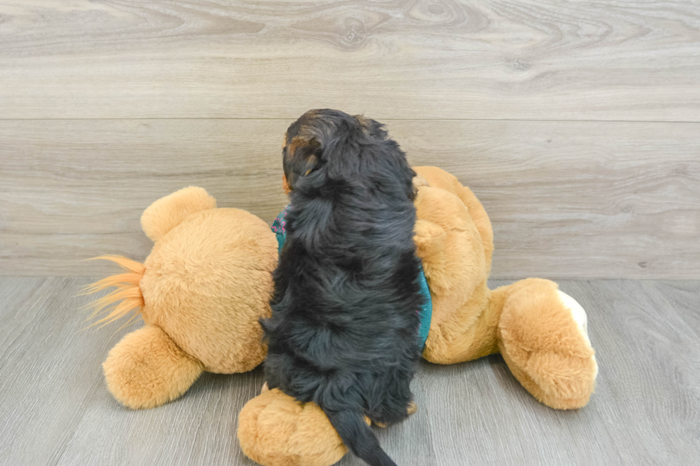 Little Yorkie Poodle Mix Poodle Mix Puppy