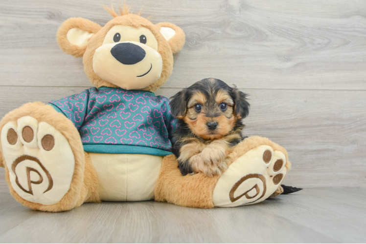 Yorkie Poo Pup Being Cute