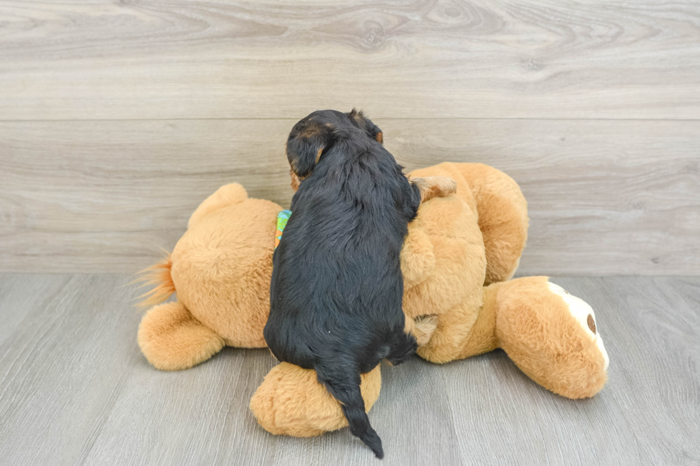 Yorkie Poo Pup Being Cute