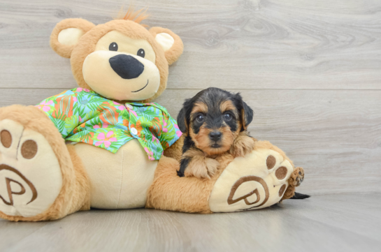 Energetic Yorkipoo Poodle Mix Puppy