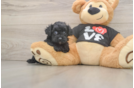 Playful Yo Yo Poo Poodle Mix Puppy