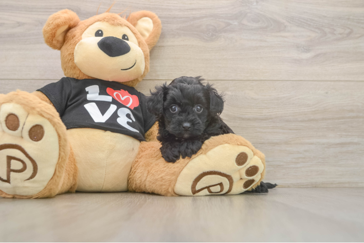 Small Yorkie Poo Baby