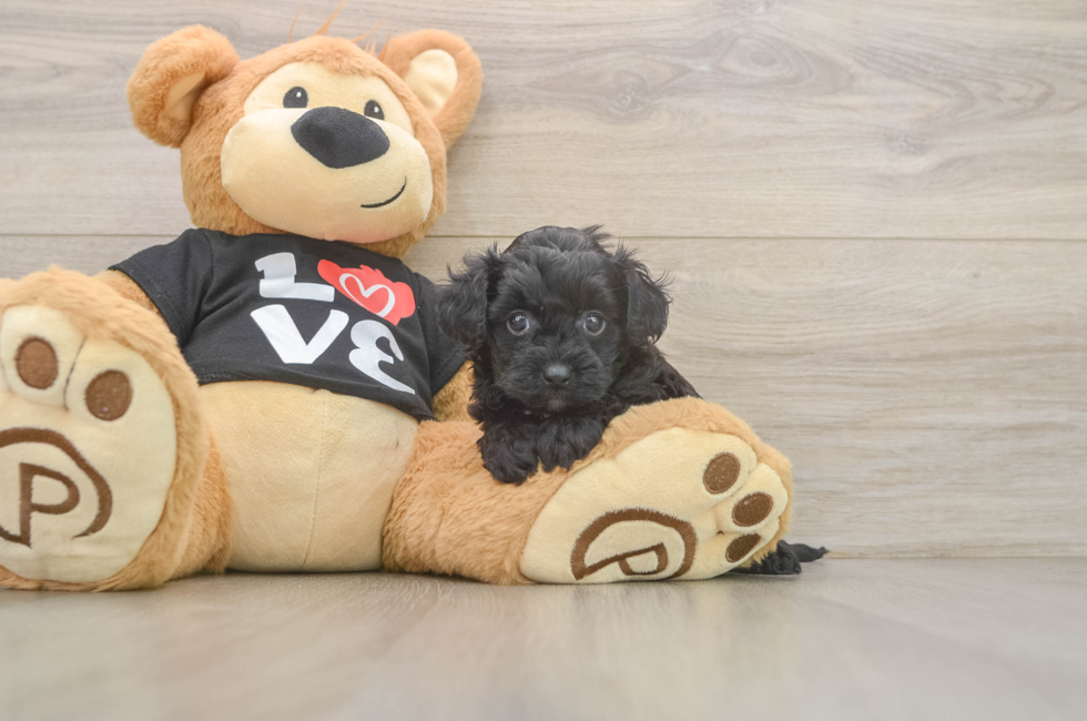 5 week old Yorkie Poo Puppy For Sale - Premier Pups