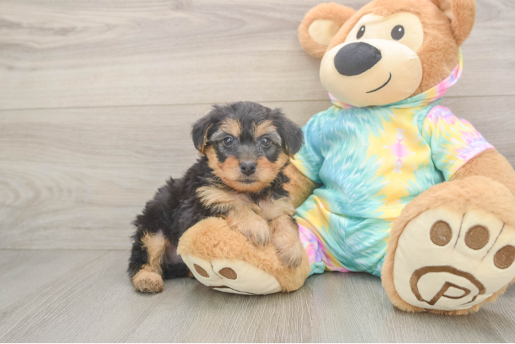 Sweet Yorkie Poo Baby