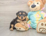 8 week old Yorkie Poo Puppy For Sale - Premier Pups