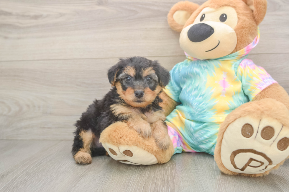 5 week old Yorkie Poo Puppy For Sale - Premier Pups