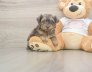 7 week old Yorkie Poo Puppy For Sale - Premier Pups