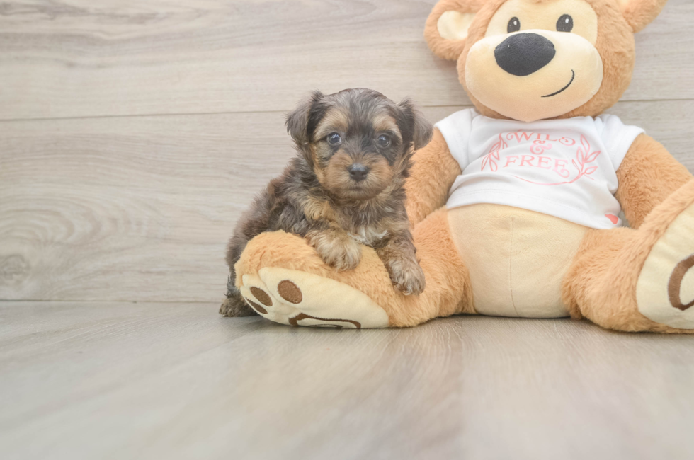 5 week old Yorkie Poo Puppy For Sale - Premier Pups
