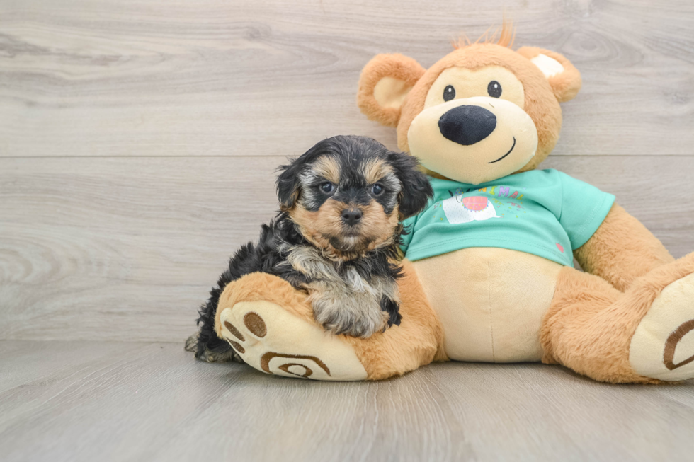 Best Yorkie Poo Baby