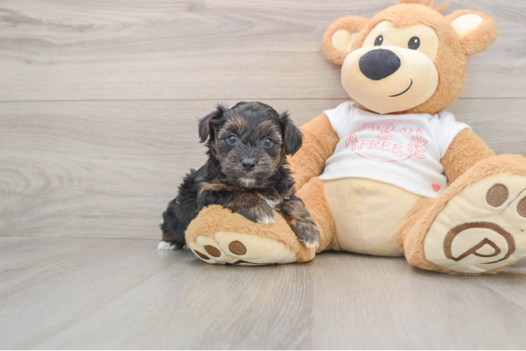 Yorkie Poo Puppy for Adoption