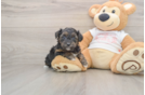 Yorkie Poo Puppy for Adoption