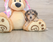 7 week old Yorkie Poo Puppy For Sale - Premier Pups