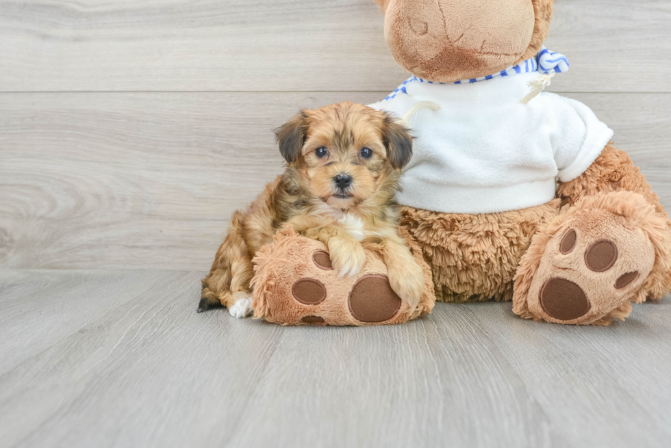 Small Yorkie Poo Baby