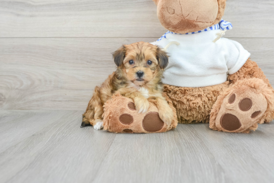 Small Yorkie Poo Baby