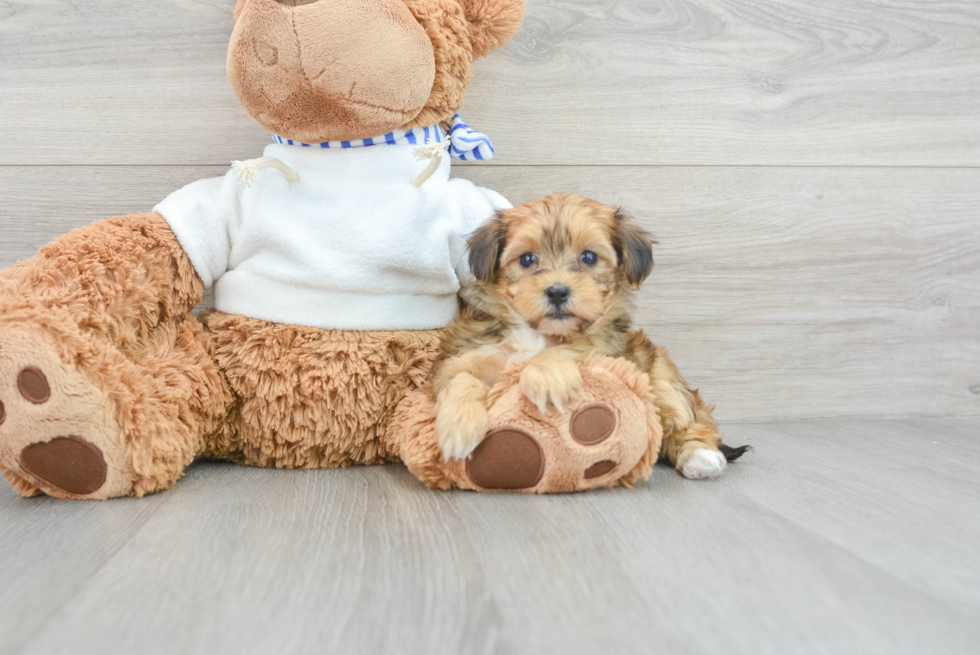 Yorkie Poo Pup Being Cute