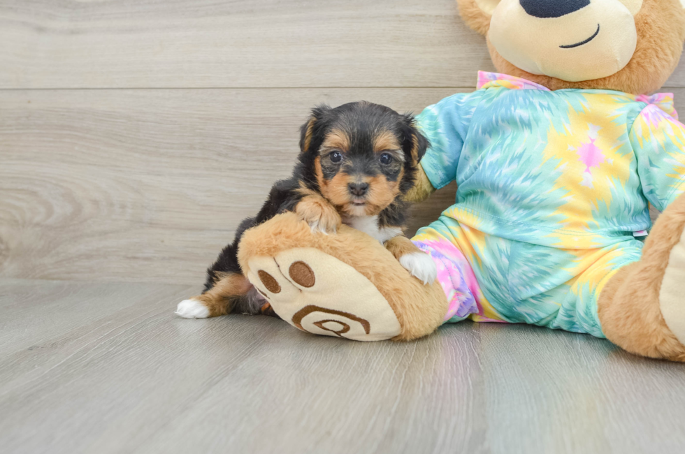 5 week old Yorkie Poo Puppy For Sale - Premier Pups