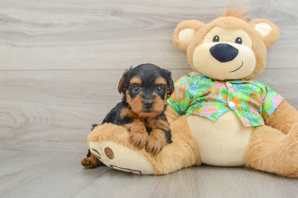 Yorkie Poo Pup Being Cute