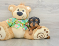 7 week old Yorkie Poo Puppy For Sale - Premier Pups