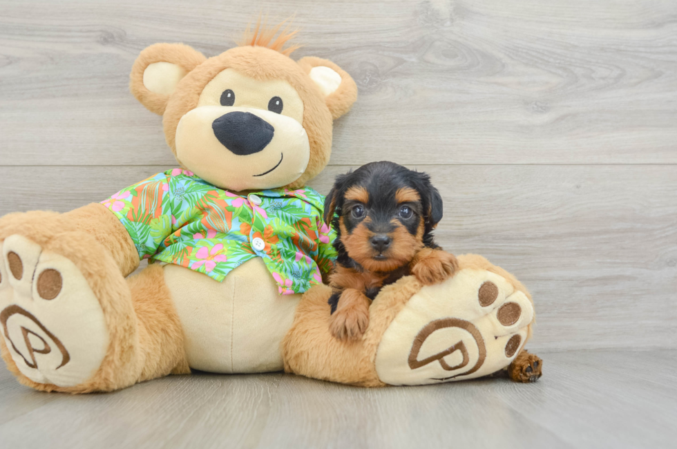 5 week old Yorkie Poo Puppy For Sale - Premier Pups