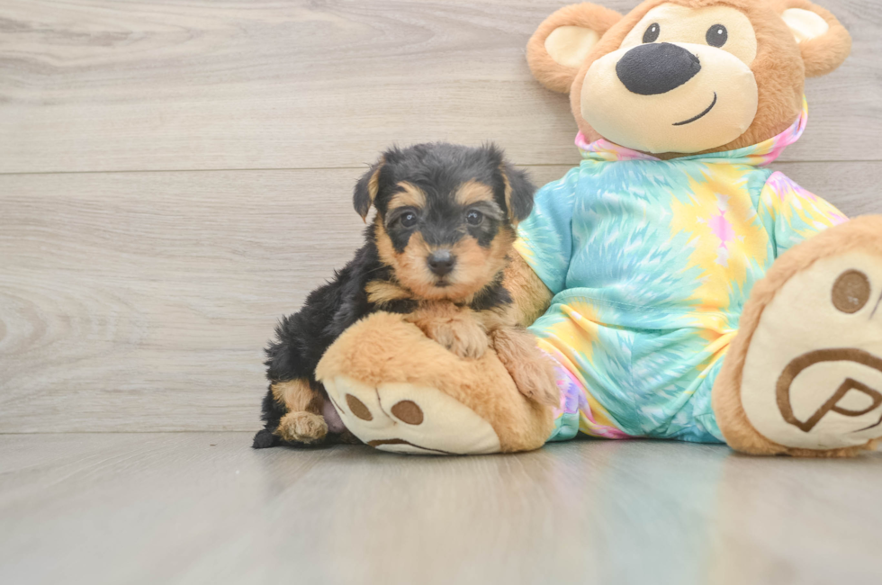5 week old Yorkie Poo Puppy For Sale - Premier Pups