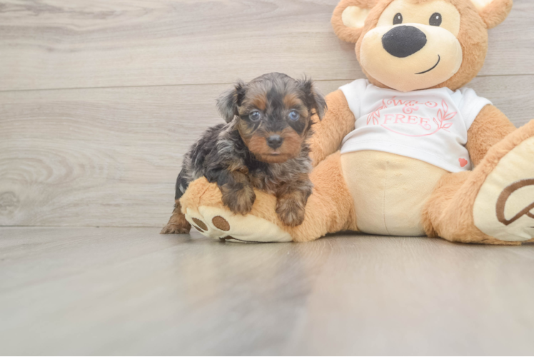 Best Yorkie Poo Baby