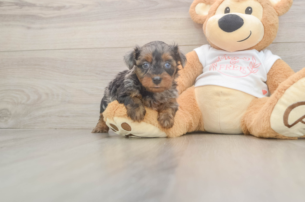 5 week old Yorkie Poo Puppy For Sale - Premier Pups