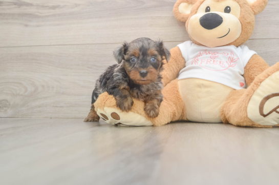 Best Yorkie Poo Baby