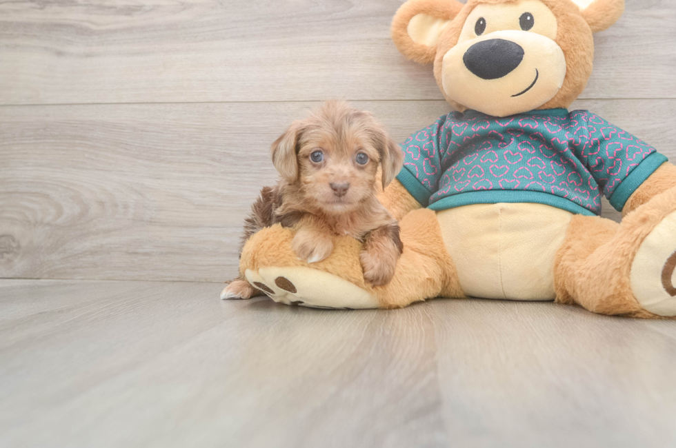 5 week old Yorkie Poo Puppy For Sale - Premier Pups