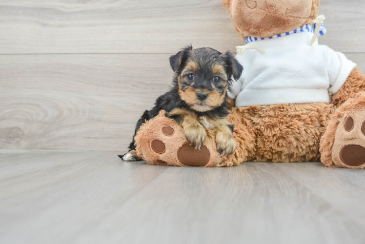 Adorable Yorkie Doodle Poodle Mix Puppy