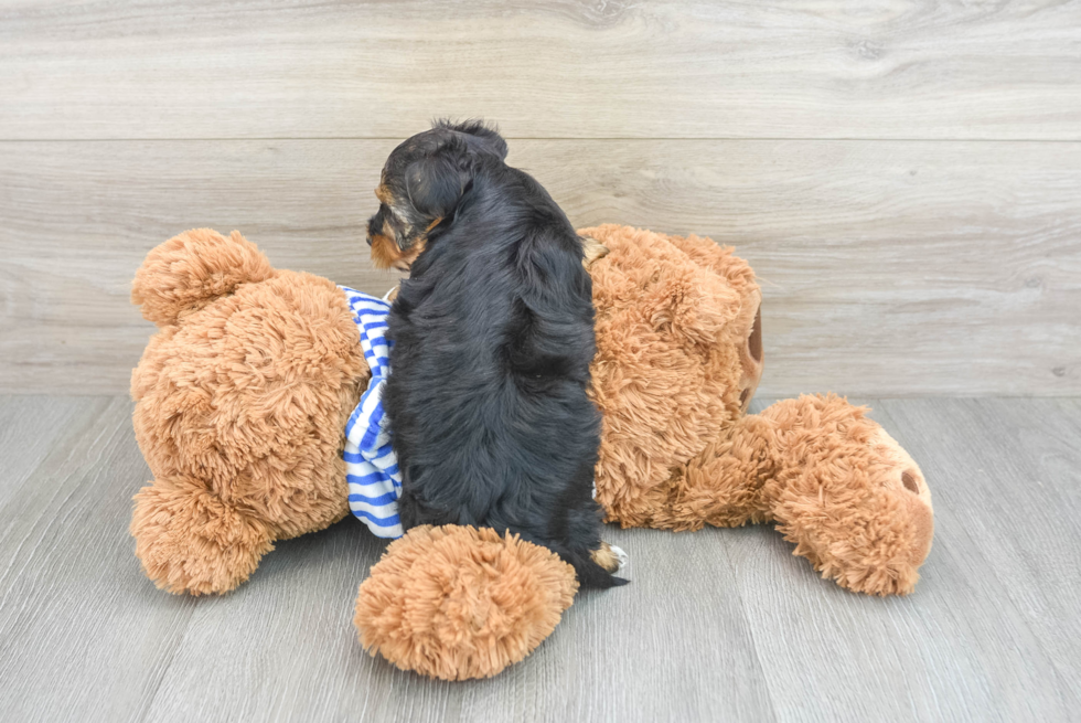 Yorkie Poo Pup Being Cute