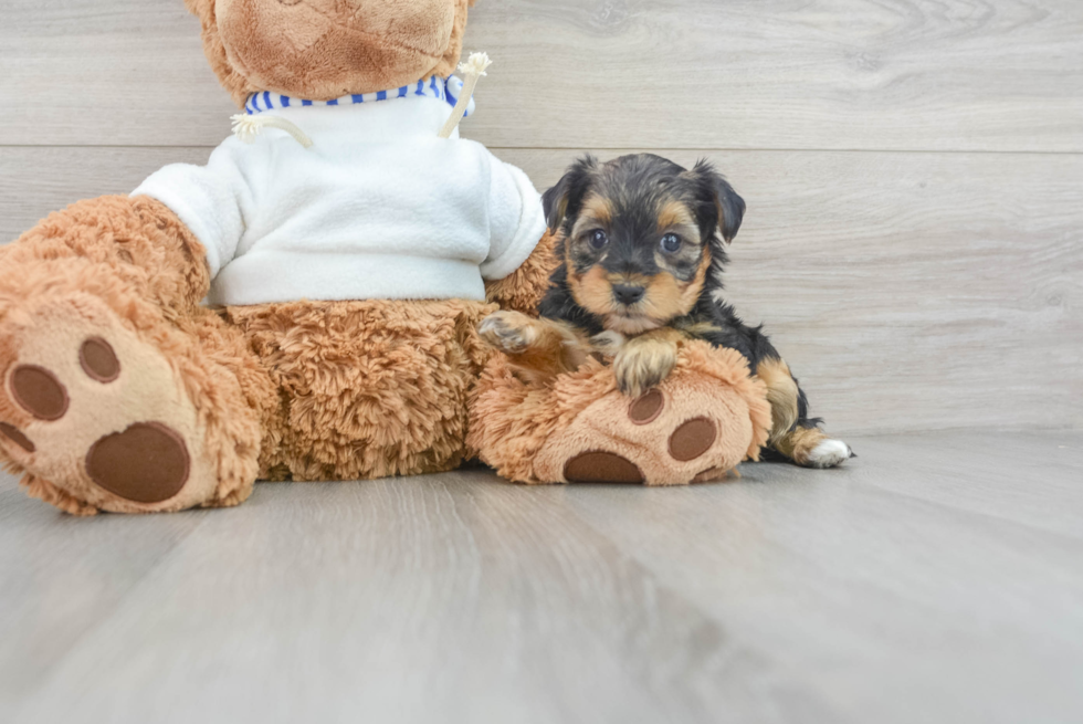 Popular Yorkie Poo Poodle Mix Pup