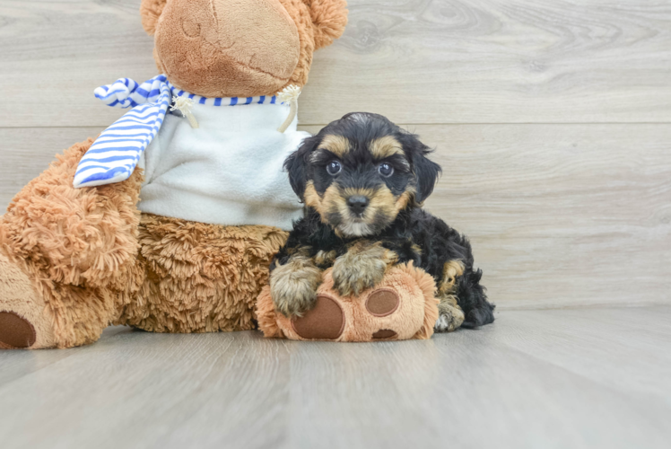 Yorkie Poo Pup Being Cute