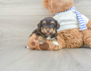 7 week old Yorkie Poo Puppy For Sale - Premier Pups