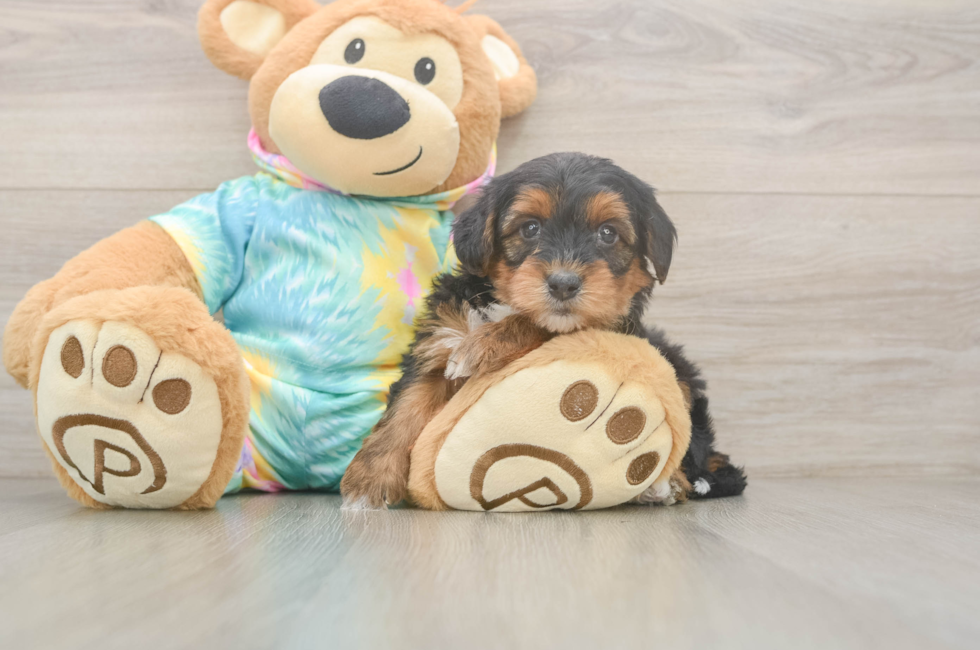 5 week old Yorkie Poo Puppy For Sale - Premier Pups
