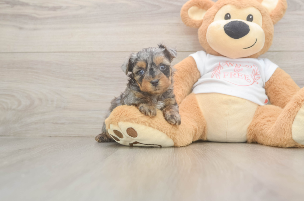 5 week old Yorkie Poo Puppy For Sale - Premier Pups