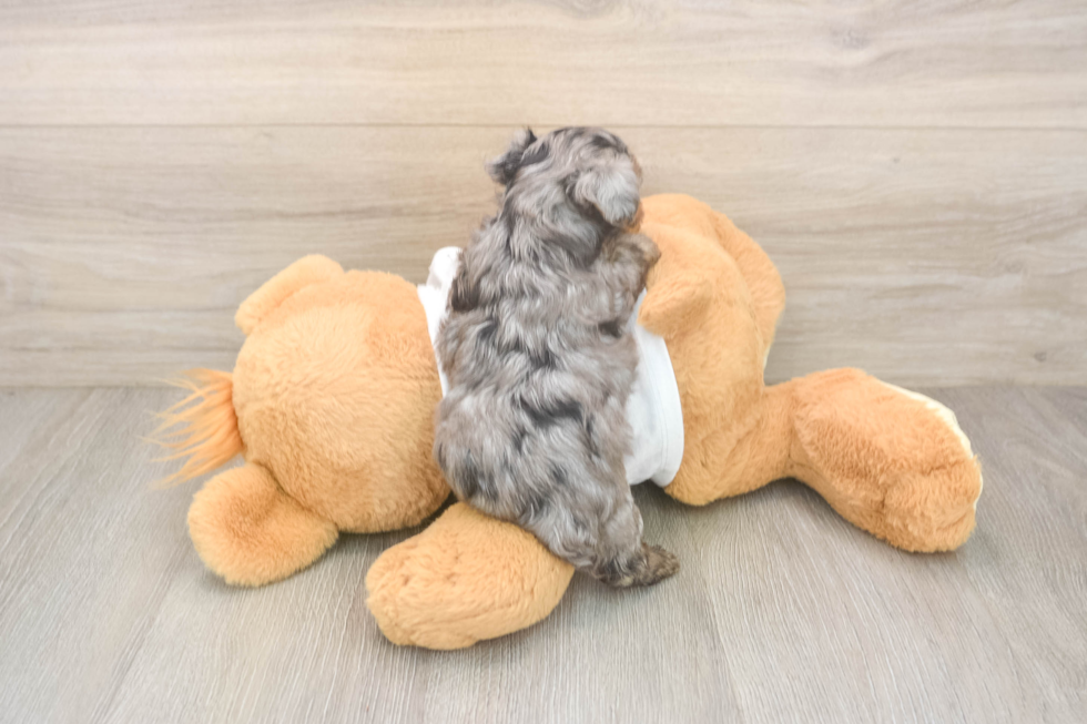 Little Yorkie Poodle Mix Poodle Mix Puppy