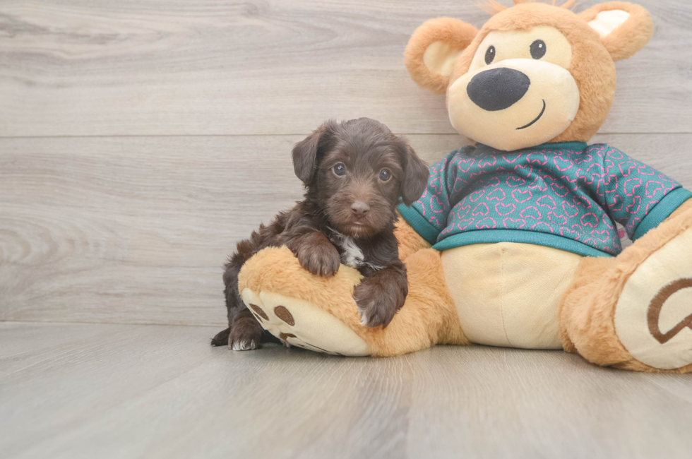 5 week old Yorkie Poo Puppy For Sale - Premier Pups