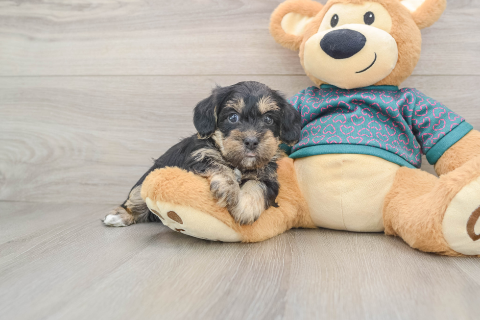 Fluffy Yorkie Poo Poodle Mix Pup