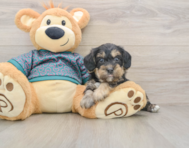 8 week old Yorkie Poo Puppy For Sale - Premier Pups