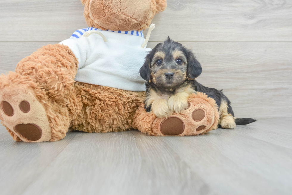 Smart Yorkie Poo Poodle Mix Pup