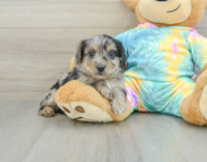 9 week old Yorkie Poo Puppy For Sale - Premier Pups