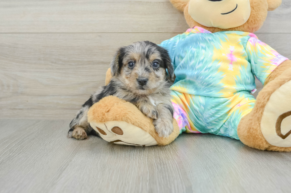 5 week old Yorkie Poo Puppy For Sale - Premier Pups