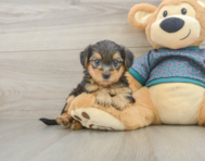 6 week old Yorkie Poo Puppy For Sale - Premier Pups