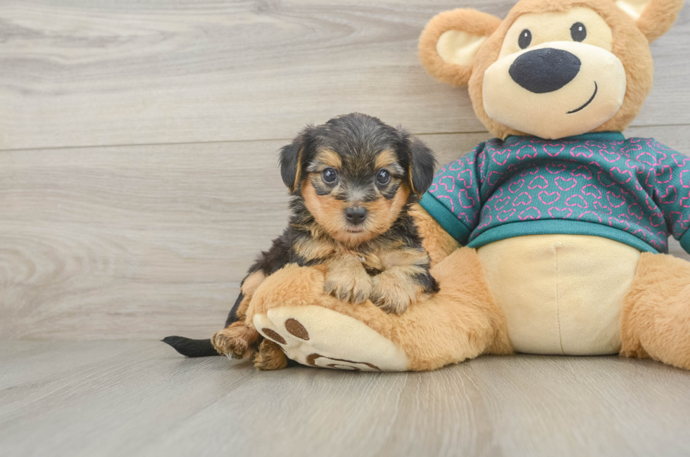 5 week old Yorkie Poo Puppy For Sale - Premier Pups