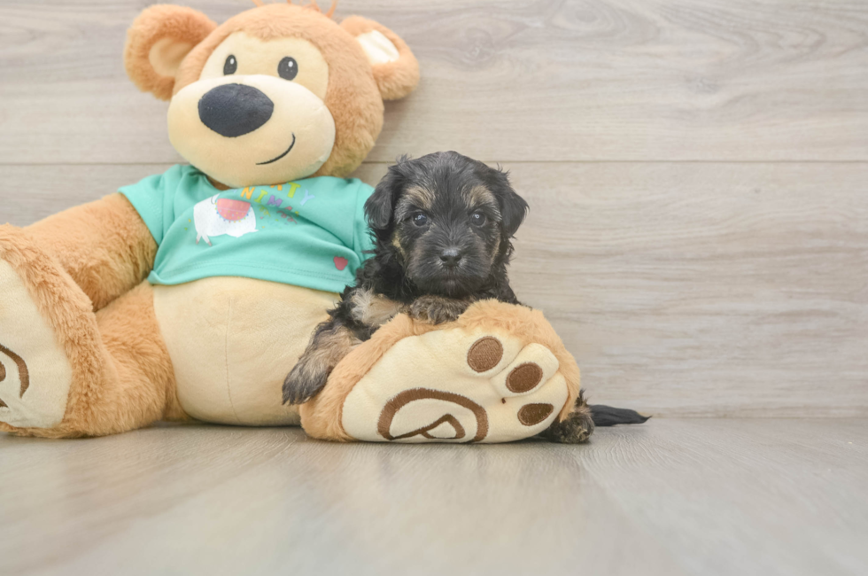 5 week old Yorkie Poo Puppy For Sale - Premier Pups