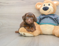 7 week old Yorkie Poo Puppy For Sale - Premier Pups