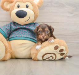 7 week old Yorkie Poo Puppy For Sale - Premier Pups